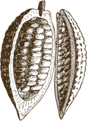 kakaový bob, cocoa pod